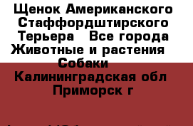 Щенок Американского Стаффордштирского Терьера - Все города Животные и растения » Собаки   . Калининградская обл.,Приморск г.